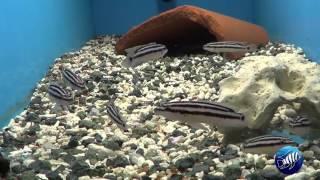 Sélection Tanganyika - Novembre 2015
