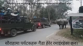 Encounter with Rhinoceros in Sauraha, Chitwan.