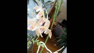 Helen's Orchids Garden