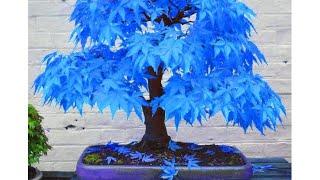 Blue Japanese Maple Bonsai seeds - is it real?? Save your money bro…