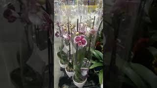 ORCHID FLOWER AT SAMS CLUB #DESI #VIRAL #SHORTS #PAKISTANI #FAMILY #ORCHID #FLOWERS #SALE #SAMSCLUB