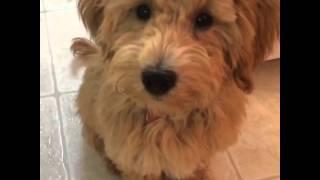 Puppy