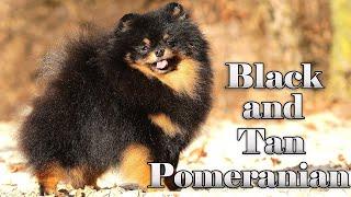 Pomeranian Black & Tan color. | Pomeranian dog training.