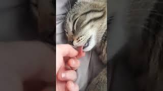 Крепкий сон