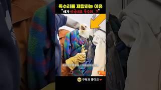 독수리를 제압하는 이유