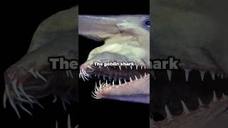 The goblin shark 