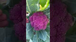 Raised bed harvest #vegetablegarden #raisedbedgarden #raisedbed #gardening #organic #backyardgarden