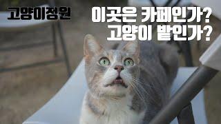 김포 고양이 정원 카페 : 고양이와 함께하는 힐링의 시간