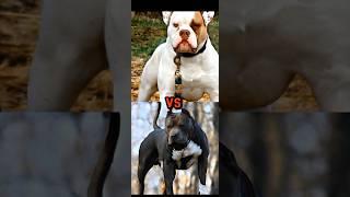 PIT BULL VS AMERICAN BULLDOG,DOBERMAN,CANE CORSO,BULL TERRIER,TOP 15 MOST DANGEROUS BREED PART3#dog