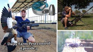 Air Rifle Pest Control - Dairy Farm Pest Control Ep.3