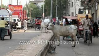 Cows roam among people on the streets of Delhi