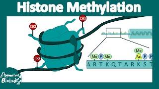 Histone methylation | Histone modification | Gene expression regulation