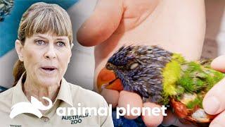 Forte tempestade deixa centenas de aves feridas | A Família Irwin | Animal Planet Brasil