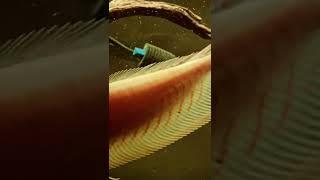 Arowana Check Out The reflection On Those Scales @coys_lil_fishery | Falcon Aquarium Services