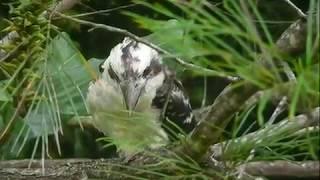 Travel Australia Mt Tamberine-Springbrook with Glen & Leslie