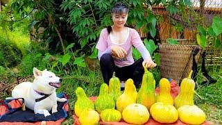 Harvesting Green Squash Goes To Market Sell - Vegetable Gardening | New Free Bushcraft