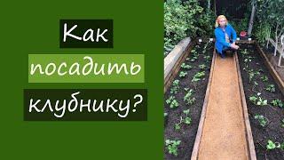 Как посадить клубнику?