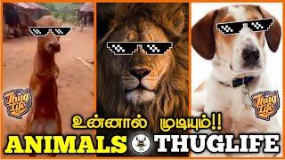 எமனையே ஏமாற்றிய விலங்குகள் !! | Animals Thuglife | 2 Leg Cow | Daniel Dog | Mukimbi Lion #thuglife