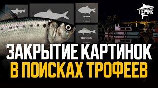 Поиск трофеев для закрытия картинок ● Русская рыбалка 4 ● Перчик РР4