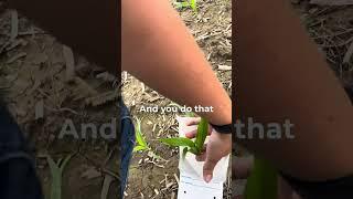 how to pull a tissue sample