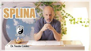 Splina - Dr.Teodor Coldea - Calea Yin Yang