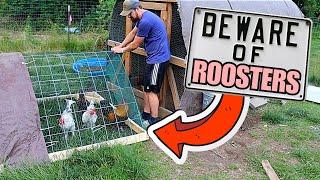 We Built A Rooster Only Coop To Save Our Hens