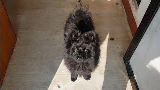 Beautiful black pomeranian