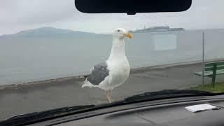 Gus the albatross on van knows my face van!! Pigeons on roof aug15 18