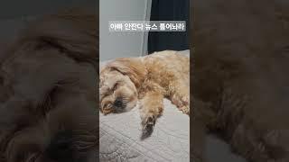 아빠 안잔다 뉴스 틀어놔라 #자는강아지 #말티푸 #투투무 #tutumu