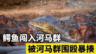 鳄鱼挑衅河马被河马群围殴狼狈不堪直接抱头鼠窜