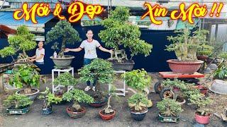 DIỆU HUY | #0939081082 | MỚI ĐẸP SANH QUÊ, TÙNG VẠN NIÊN, DUỐI, ME, VÚ SỮA, MCT, LỘC, ỔI, ĐỀ, TÚC...
