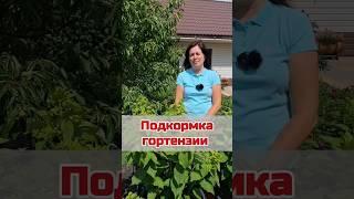Простая подкорка метельчатой гортензии в начале лета. #гортензия