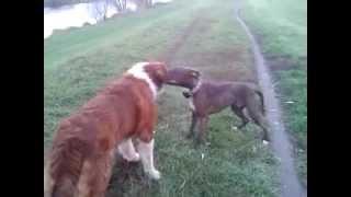 Moscow guard dog and pittbull