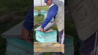 Полезные советы для начинающих пчеловодов