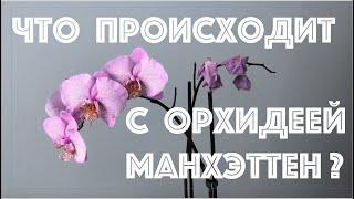 Что происходит с орхидеей Манхэттен?