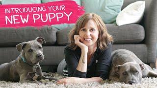 How To Introduce Your New Puppy To Other Dogs