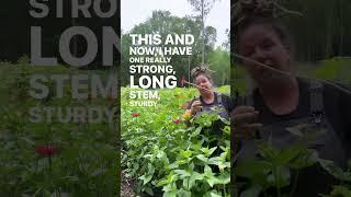 Growing Zinnias for Cut Flowers?  Watch This for Tips on Getting the Longest, Strongest Stems!