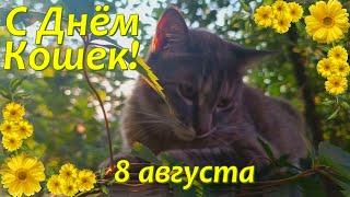 С Днём Кошек! 8 августа - Международный День Кошек. Музыкальное поздравление.