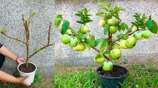 How to Grow Guava tree Festers with Aloe Vera and chicken 