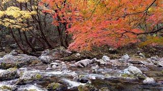 「小田深山渓谷」をドローンで空撮【愛媛県内子町】