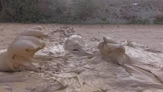 trapped in mud, completely sunk untill head into sediment mud.