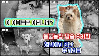 이 아이들... 불쌍해서 안타깝네요 동물농장 방송 되었던 사랑이네 집 해남에서 만난 유기견들 하루 빨리 입양되서 행복했으면 좋겠네요