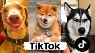 Perros Risa  Perros Graciosos TIK TOK 2021 