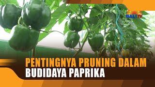 PENTINGNYA PRUNING DALAM BUDIDAYA PAPRIKA