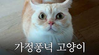 고양이 다이어트에 대한 해명 고양이 몸무게 인증