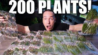 UNBOXING 200+ aquarium plants for my monster fish tank! My IAPLC entry -  the king of DIY