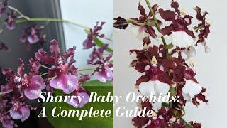 Oncidium Sharry Baby Orchids | The Chocolate Orchid   How do the Hybrids Differ? A Complete Guide