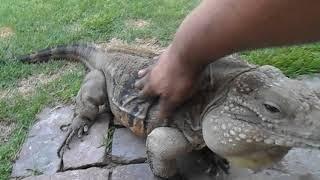 Lizard Greets Man like a Dog!