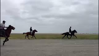 Müstəqillik gününə həsr olonmuş Yorğa atlar yarışı. 1800  m. 1. Oğuz 2. 10-100 3. Koma