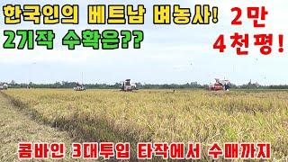 [베트남벼농사] 한국인의 베트남시골 벼농사 2기작 타작과수매 / 하늘이 내편아니네~(kiengiangtv)